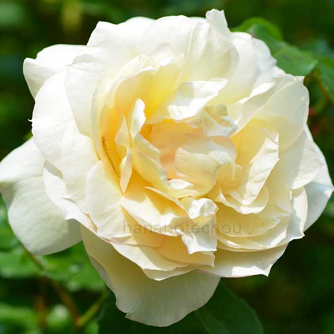 バラ チャイコフスキー｜花の手帖の薔薇図鑑