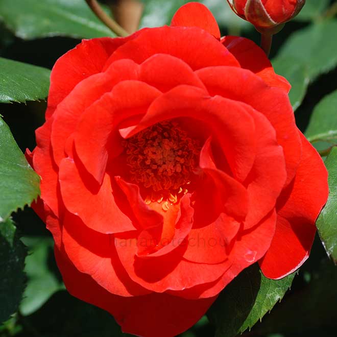 バラ チンチン｜花の手帖の薔薇図鑑