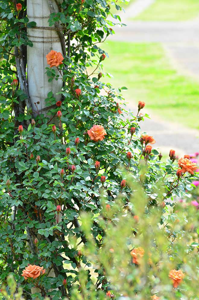 バラ つる テディ ベア｜花の手帖の薔薇図鑑