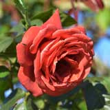 バラ テラコッタ|花の手帖の薔薇図鑑