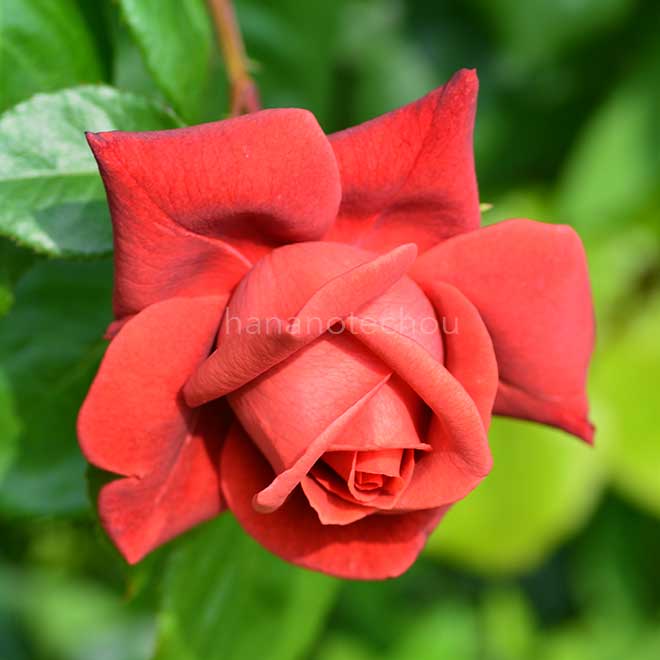 バラ テラコッタ|花の手帖の薔薇図鑑