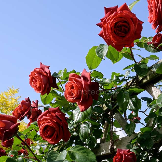 存在感抜群プリント薔薇柄入りのテラコッタ長靴鉢 •*¨*•.¸✿゜.* 存在感抜群プリント薔薇柄入りのテラコッタ長靴鉢 •*¨*•.