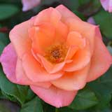 バラ ティナ ターナー｜花の手帖の薔薇図鑑