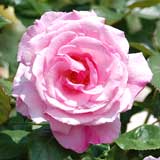 バラ ティノロッシ｜花の手帖の薔薇図鑑