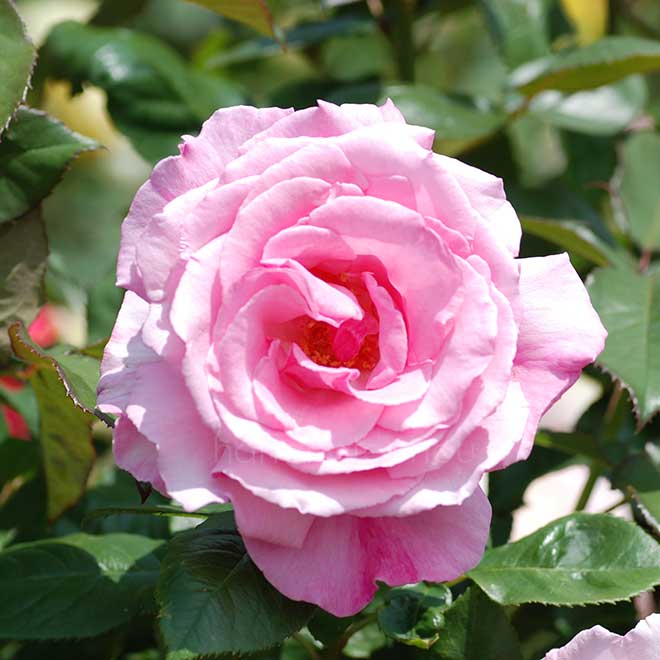 バラ ティノ ロッシ|花の手帖の薔薇図鑑