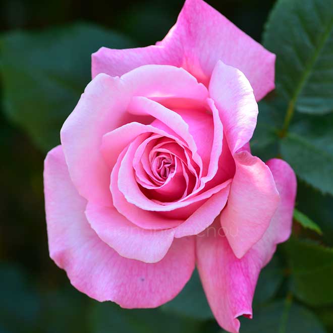 バラ ティノ ロッシ|花の手帖の薔薇図鑑