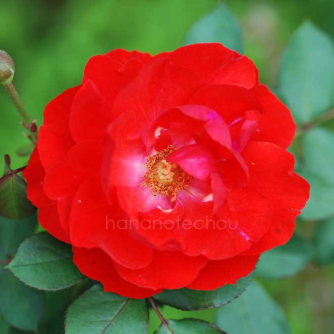 バラ トルナード｜花の手帖の薔薇図鑑