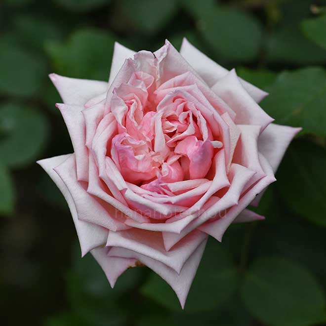 バラ トリオンフ ドゥ ルクセンブルグ|花の手帖の薔薇図鑑