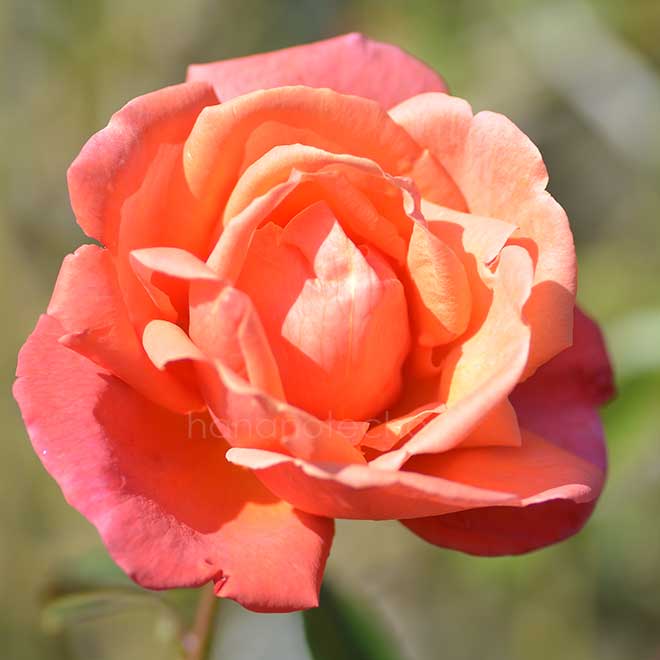 バラ トロイカ|花の手帖の薔薇図鑑