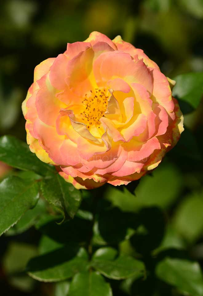 バラ トロピカル シャーベット｜花の手帖の薔薇図鑑