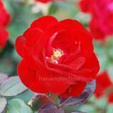 バラ ヨーロピアーナ|花の手帖の薔薇図鑑